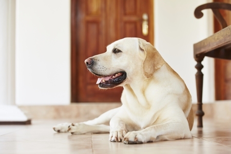 labrador-retriever-sitting-inside-house